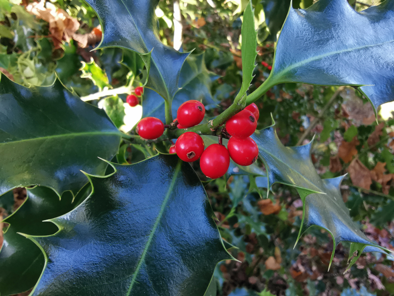 Ilex aquifolium