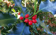 Ilex aquifolium