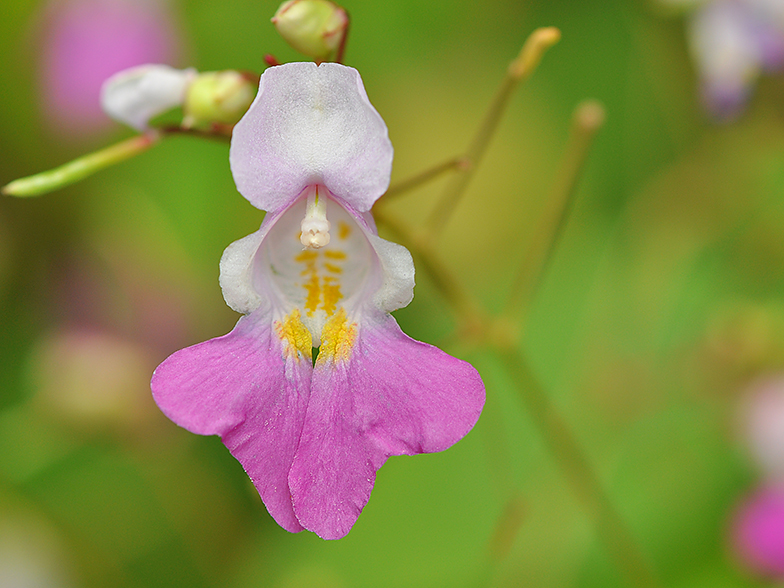 Impatiens balfouri