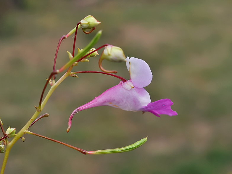 Impatiens balfourii