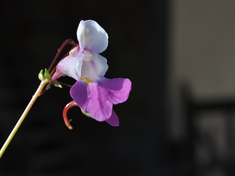 Impatiens balfouri