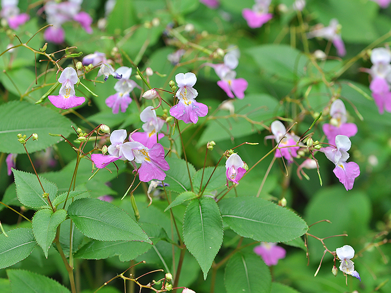 Impatiens balfouri