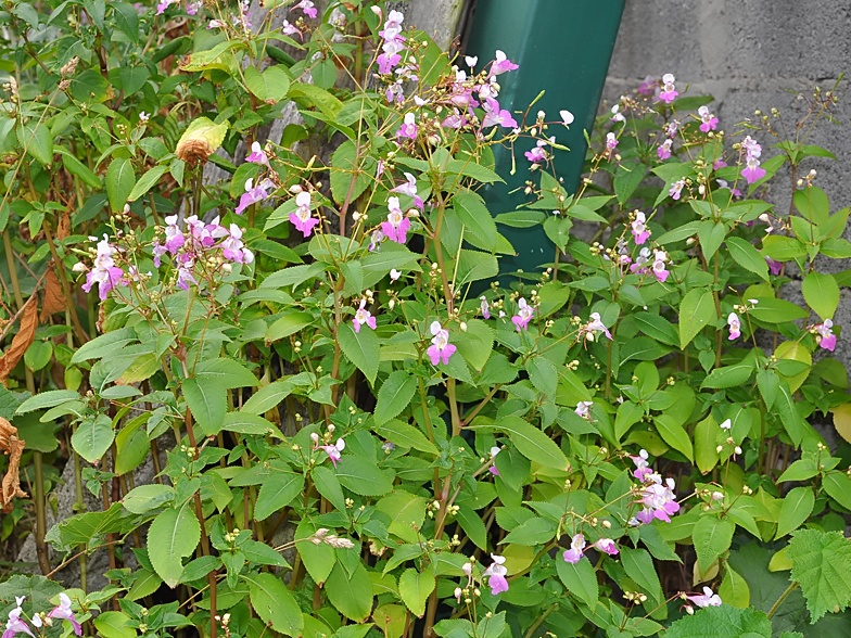 Impatiens balfourii