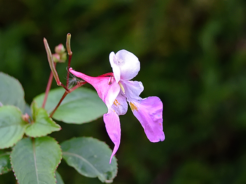 Impatiens balfourii