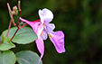 Impatiens balfourii