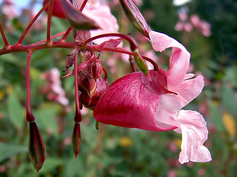 Impatiens glandulifera