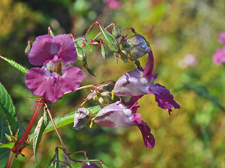 Impatiens glandulifera