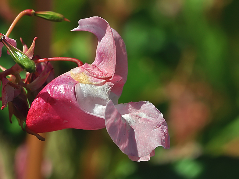 Impatiens glandulifera