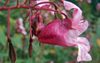 Impatiens glandulifera