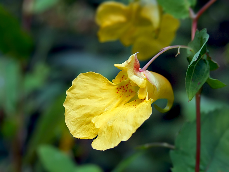 Impatiens noli tangere