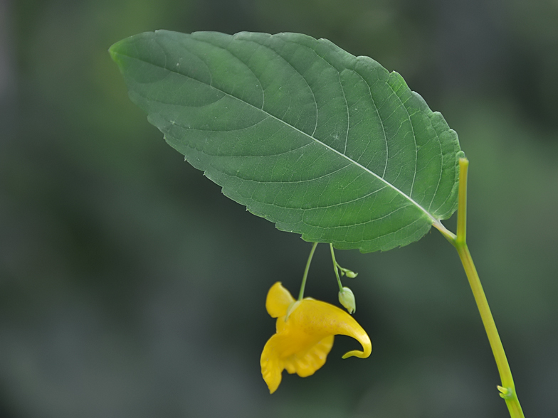 Impatiens noli tangere