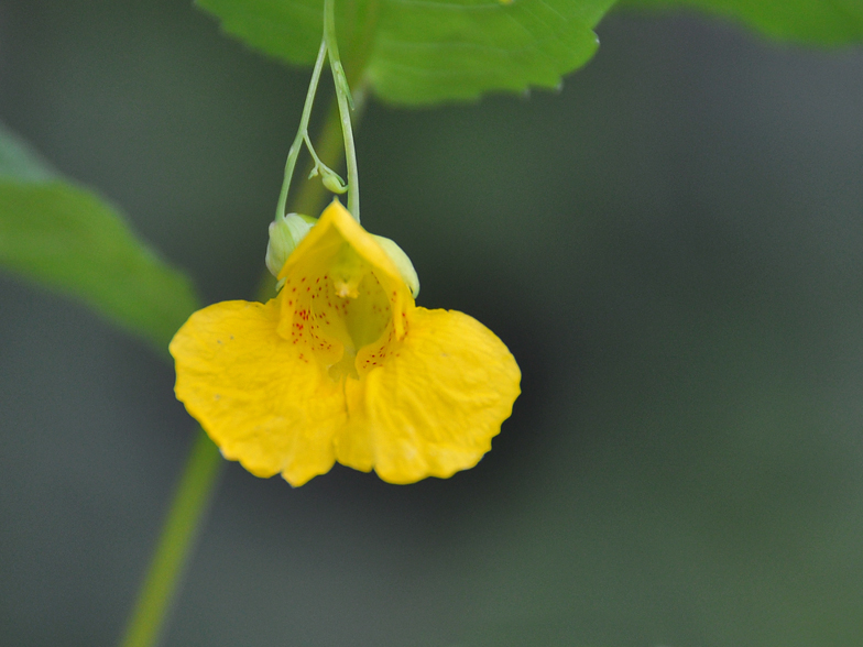 Impatiens noli tangere