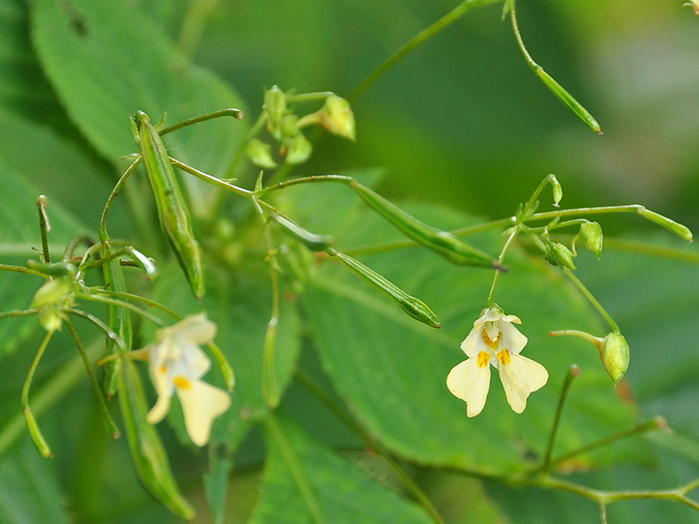 Impatiens parviflora