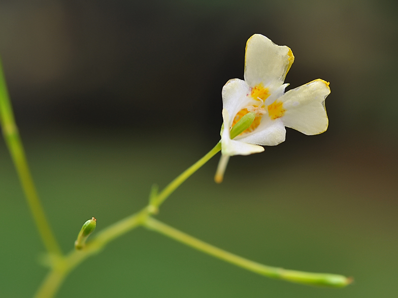 Impatiens parviflora