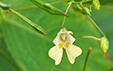 Impatiens parviflora