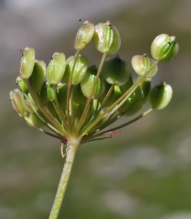 Imperatoria ostruthium