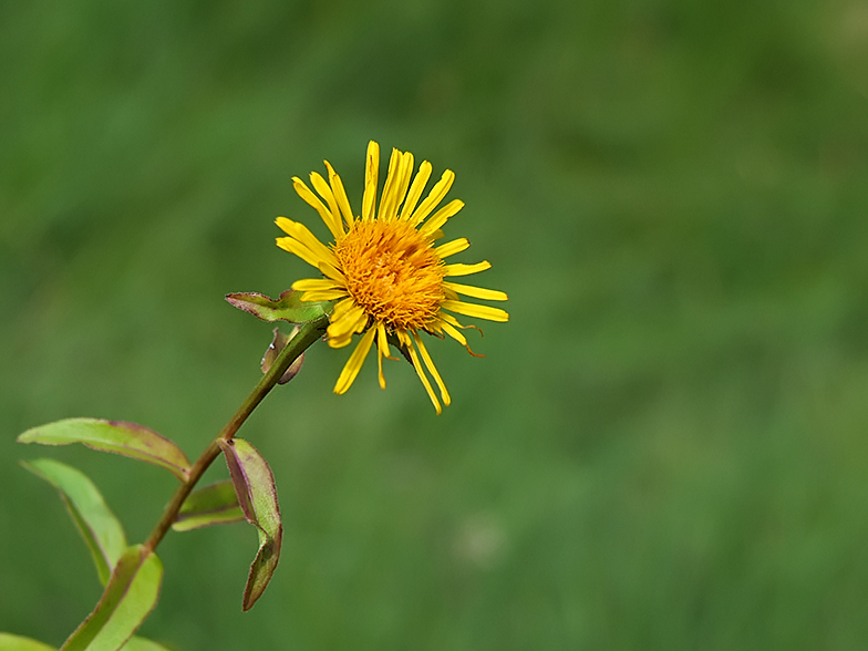 Inula salicina