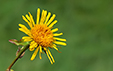 Inula salicina