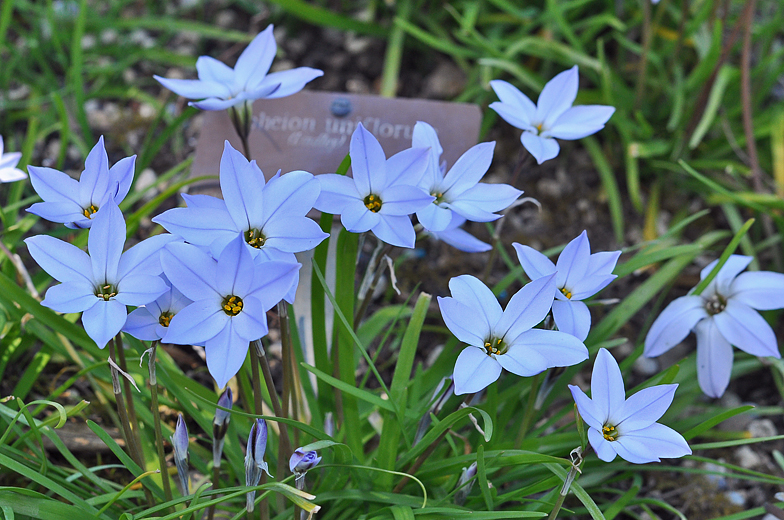 Ipheion uniflorum