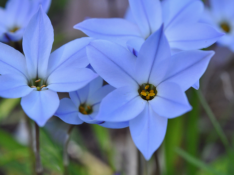 Ipheion uniflorum