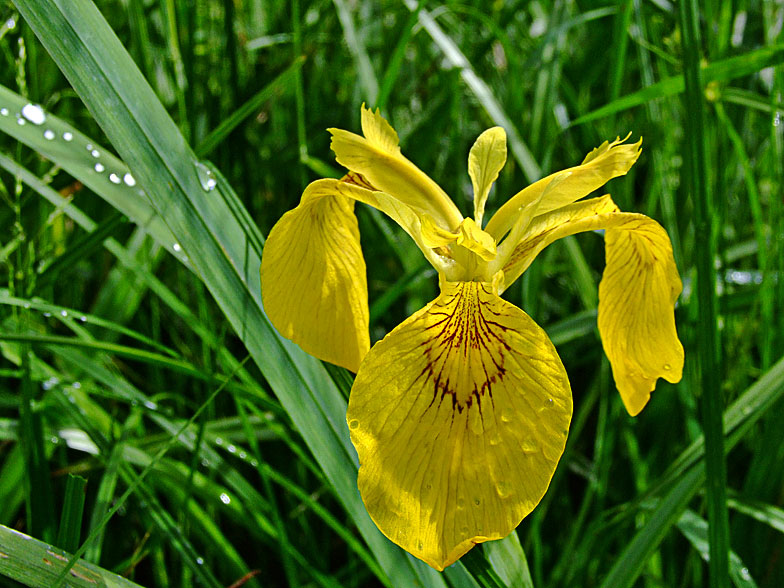 Iris pseudacorus