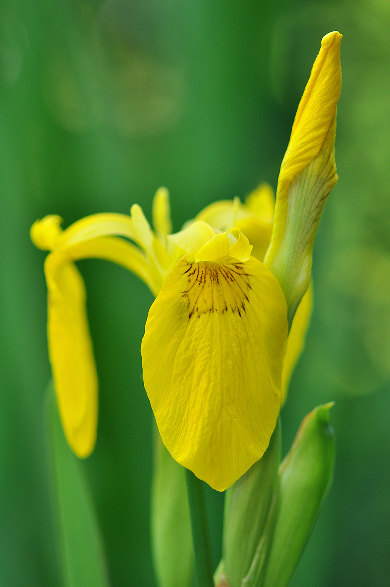 Iris pseudacorus