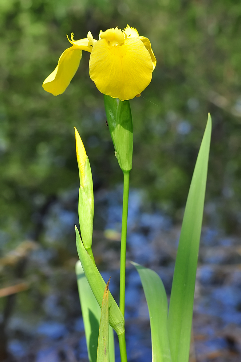 Iris pseudacorus