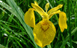 Iris pseudacorus