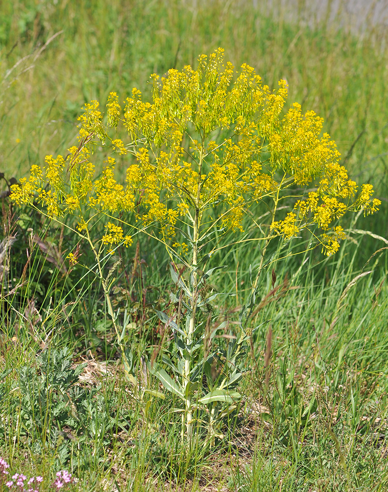 Isatis tinctoria