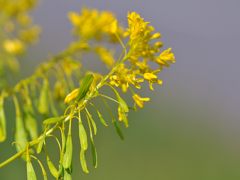 Isatis tinctoria