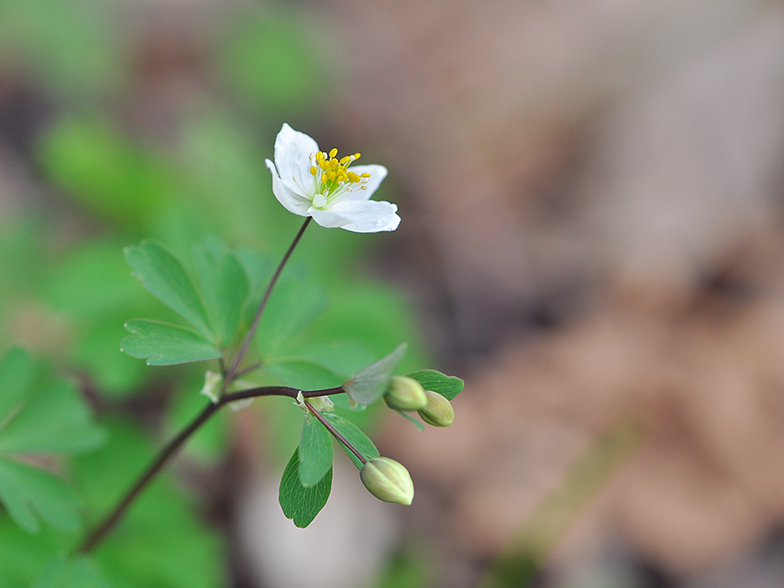 Isopyrum thalictroides