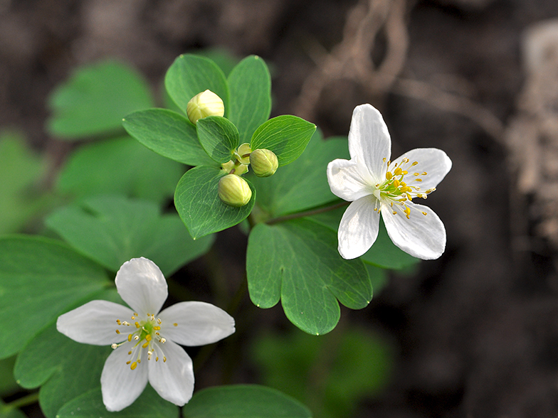 Isopyrum thalictroides