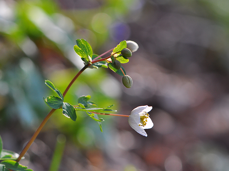 Isopyrum thalictroides