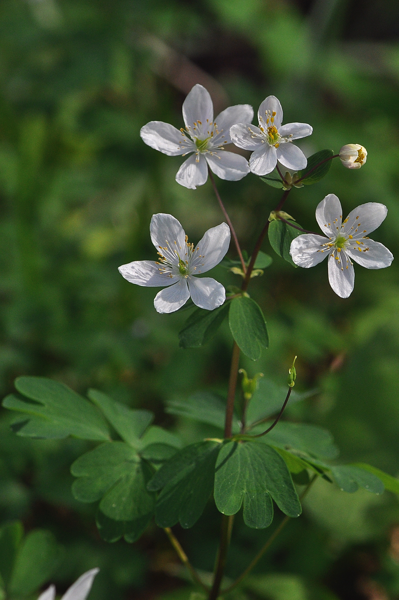 Isopyrum thalictroides