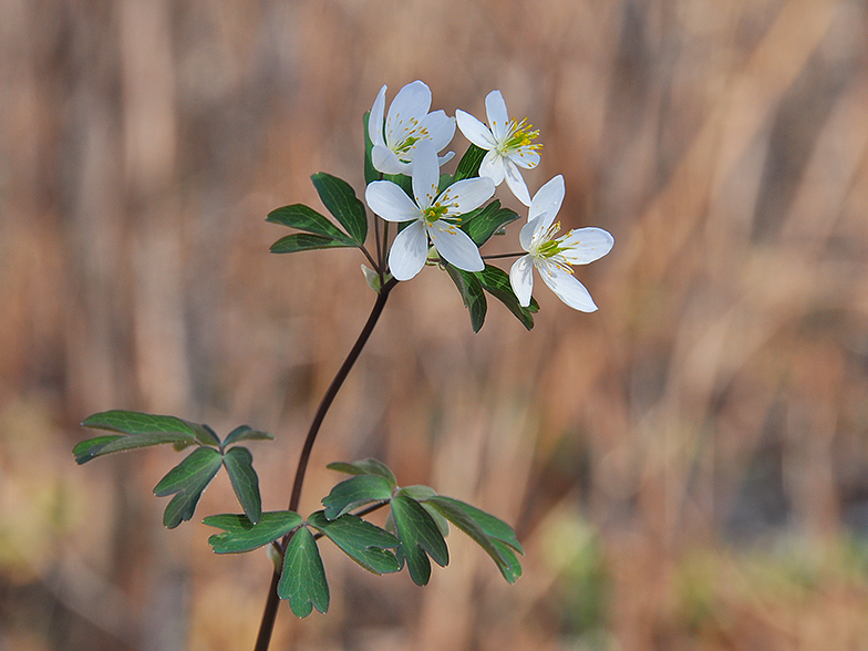 Isopyrum thalictroides