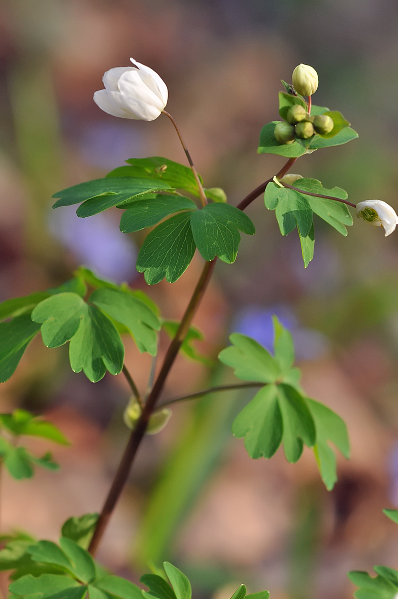 Isopyrum thalictroides