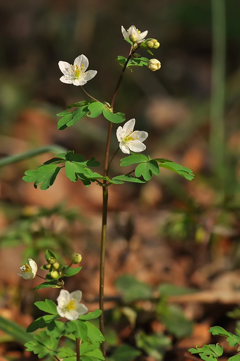 Isopyrum thalictroides