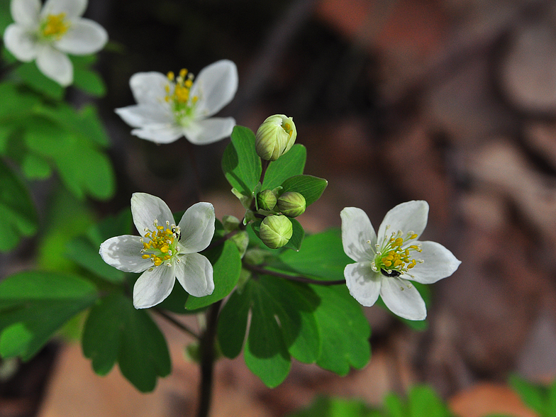 Isopyrum thalictroides