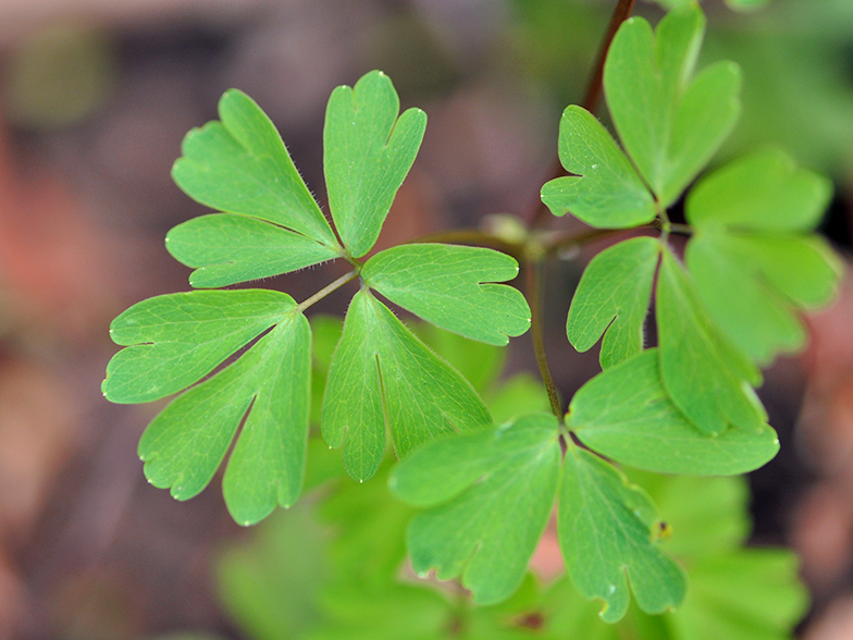 Isopyrum thalictroides