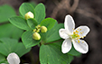 Isopyrum thalictroides