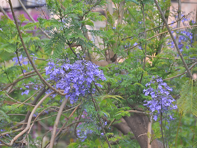 Jacaranda arborea