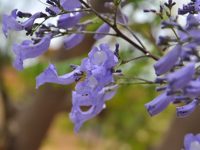 Jacaranda arborea