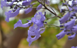 Jacaranda arborea