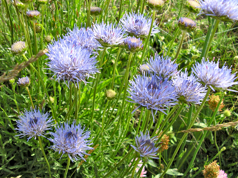 Jasione montana