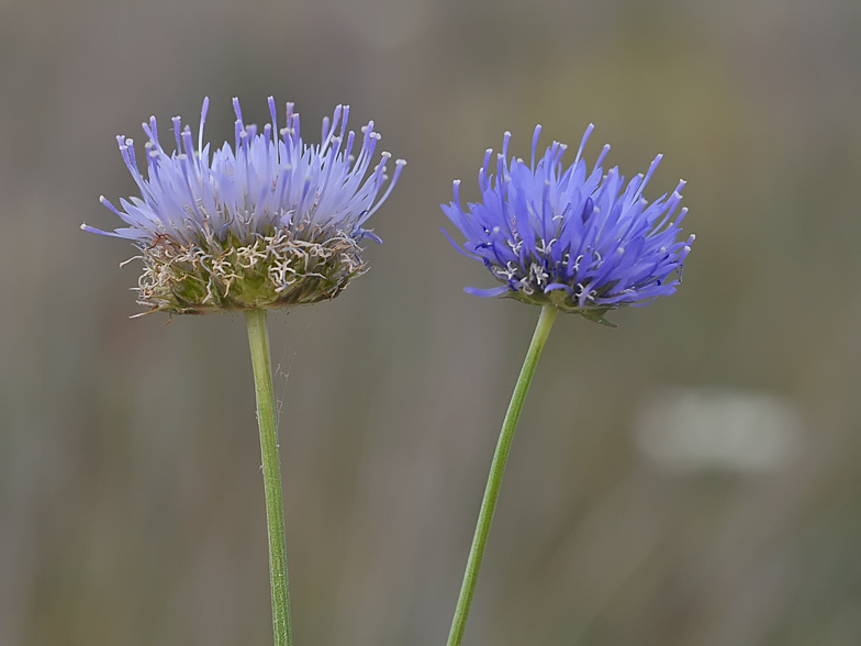 Jasione montana