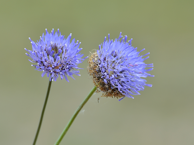 Jasione montana