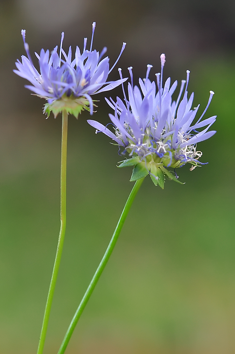 Jasione montana