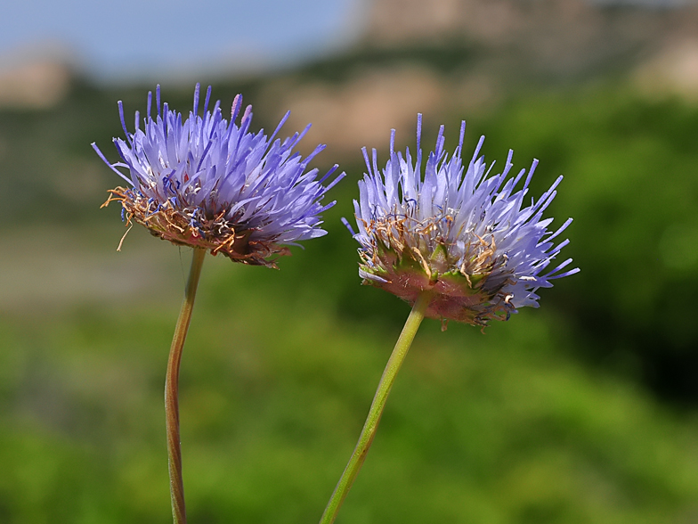 Jasione montana