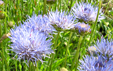 Jasione montana