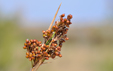 Juncus acutus